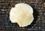 :-Coronellaria pulicaris