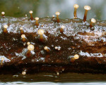 Wasserkreisling-Cudoniella clavus var. clavus