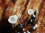 Gekrümmthaariges Nadelbecherchen-Hamatocanthoscypha laricionis