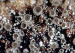 :-Hyalopeziza corticicola
