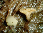 : Stengelbecherchen-Hymenoscyphus vernus