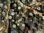 :-Orbilia epipora
