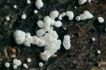 Bereiftes Kernpilzbecherchen-Polydesmia pruinosa