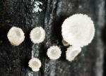 Schachtelhalm-Wollbecherchen-Psilachnum inquilinum