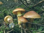Goldröhrling-Suillus grevillei