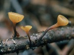 Zäher Stromabecherling-Rutstroemia firma