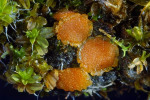 :-Lamprospora miniata