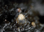 : Trichobolus-Trichobolus zukalii