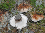 Rötender Weissspor-Stacheling-Bankera fuligineoalba