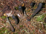 Zungen-Kernkeule-Elaphocordyceps ophioglossoides
