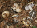 Buchenklumpfuss-Cortinarius anserinus