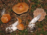 Aprikosenwasserkopf-Cortinarius armeniacus