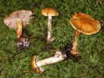Blassstieliger Amethystklumpfuss-Cortinarius calochrous var. coniferarum