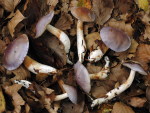 Safranblauer Schleimkopf-Cortinarius croceocoeruleus