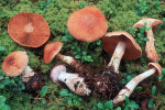 Abendrot-Gürtelfuss-Cortinarius solis-occasus