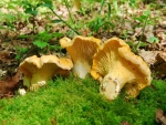 Echter Pfifferling-Cantharellus cibarius