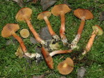 Kupferroter Moor-Hautkopf-Cortinarius uliginosus