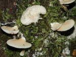 Geriefter Krüppelfuss-Crepidotus applanatus