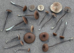 Graublaustieliger Zärtling-Entoloma lividocyanulum