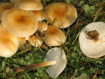 Wurzelnder Samtfussrübling-Flammulina fennae