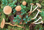 Seifenfälbling-Hebeloma syrjense