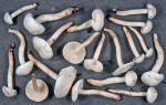 Dickschleimiger Birkenschneckling-Hygrophorus hedrychii
