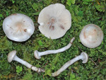 Beschleierter Schneckling-Hygrophorus purpurascens