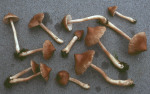 Spitzer Risspilz-Inocybe acuta