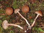 Hirschbrauner Risspilz-Inocybe cervicolor