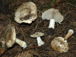 Weisser Risspilz-Inocybe fibrosa