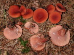 Kampfermilchling-Lactarius camphoratus