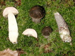 Zigarrenbrauner Birkenpilz-Leccinum roseofractum