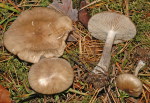 Hygrophaner Rasling-Lyophyllum semitale