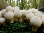 Birnenstäubling-Lycoperdon pyriforme