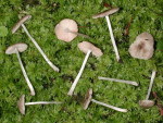 Haariger Dachpilz-Pluteus hispidulus