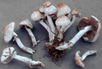 Medusenhaupt-Psathyrella caputmedusae
