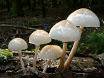 Beringter Schleimrübling-Oudemansiella mucida