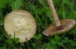 Weisser Ackerling-Agrocybe dura