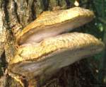 Apfelbaum-Saftporling-Aurantioporus fissilis