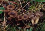 :-Camarophyllopsis hymenocephala
