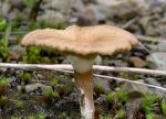 Schuppiger Trichterling-Clitocybe squamulosa