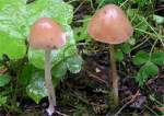 Elegantes Samthäubchen-Conocybe elegans