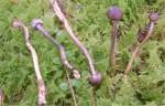 :-Elaphocordyceps longisegmentis