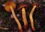 Orangefüssiger Hautkopf-Cortinarius bataillei
