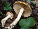 :-Cortinarius populinus