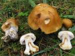 Brauner Schleimkopf-Cortinarius spadiceus