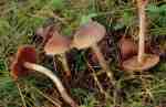 Buntstieliger Gürtelfuss-Cortinarius subsertipes