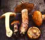 :-Cortinarius violaceomaculatus
