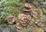 Scheiben-Lorchel-Discina ancilis