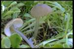 Grünstieliger Zärtling-Entoloma chloropolium